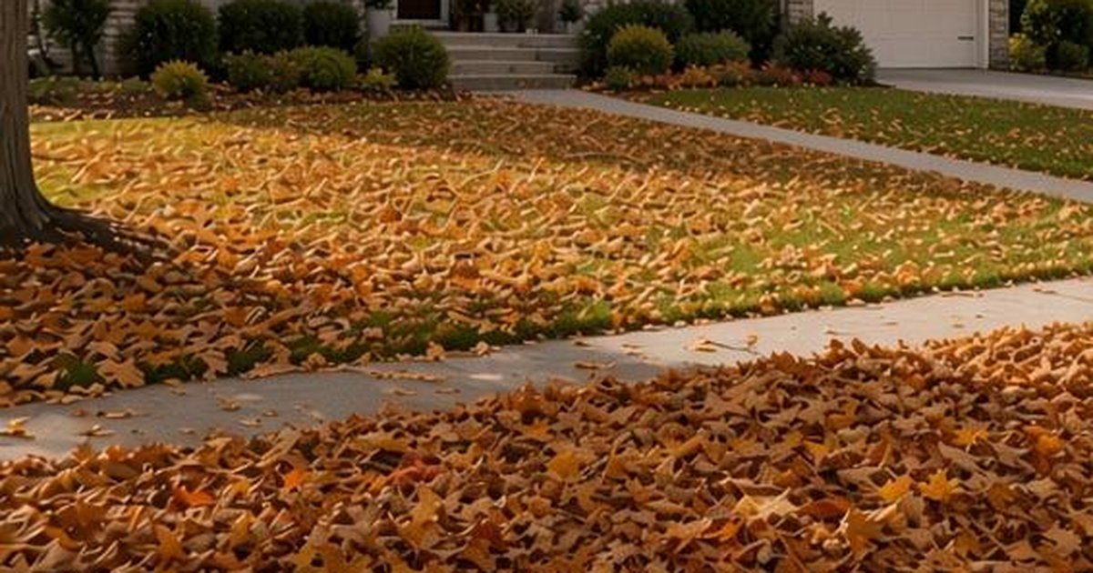 Front lawn and sidewalk covered in fallen autumn leaves, ready for bagged leaf pickup in the Treasure Valley